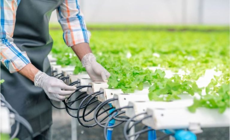 Ultimate Guide to the Best Hydroponic Systems on the Market