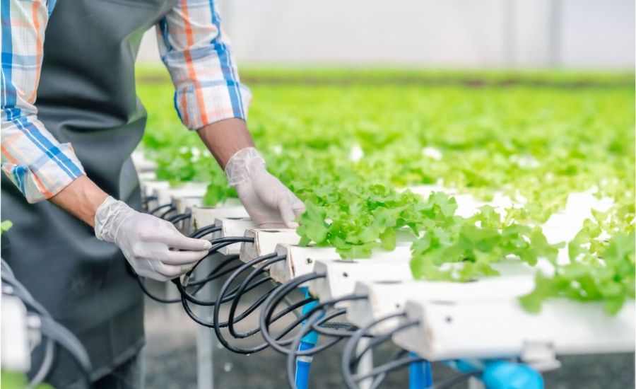 Best Hydroponic Systems