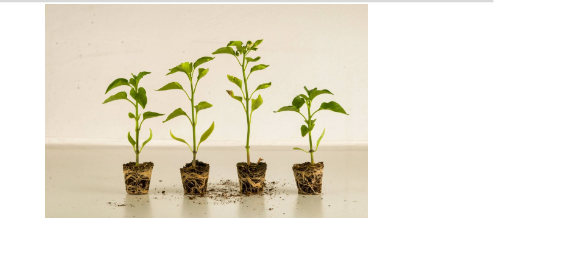 Proven Methods For Accelerating Plant Growth