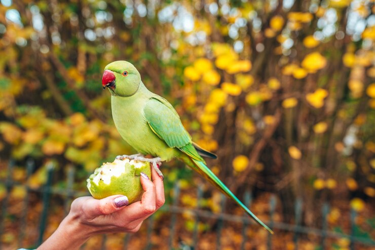 Nurturing Mental Well-being and Addressing Behavioral Issues in Your Parrot Companion