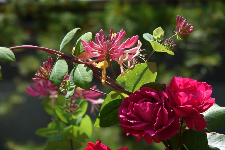 Endless Elegance: Year-Lasting Roses for Evergreen Romance