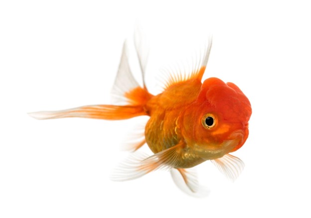 The Fascinating World of “Brainy” Goldfish: Caring for Your Big Forehead Friend