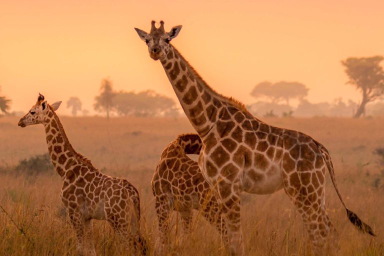 Discover the Magic of Uganda Safari Tours: A Journey into the Pearl of Africa