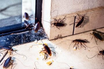 Emergency Pest Control