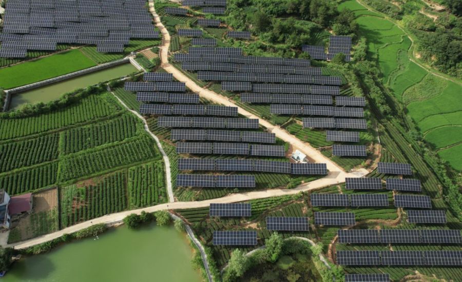 Case Study: Japanese Tea Plantations Using Solar Power